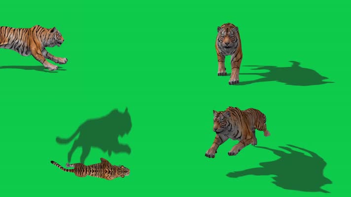 老虎奔跑绿屏动画