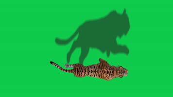 老虎奔跑绿屏动画
