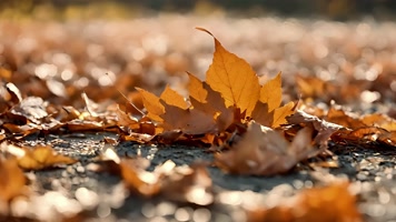 4K树枝树叶枯叶