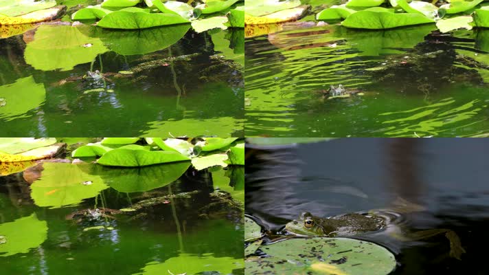 池塘里捕食的青蛙