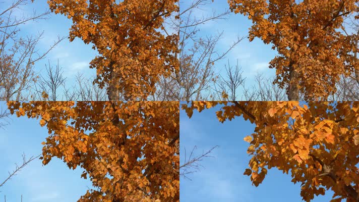 4K秋天树叶黄了枫树枫叶