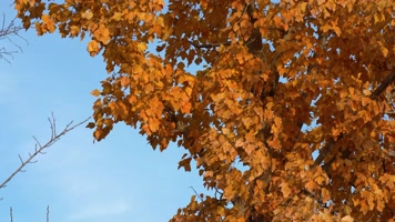 4K秋天树叶黄了枫树枫叶