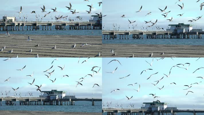 飞翔在海面上空的海鸟海鸥水鸟