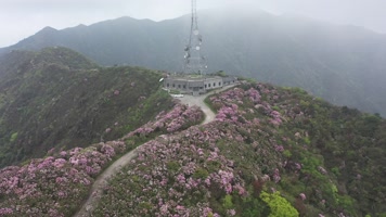 杜鹃花海 杜鹃花海