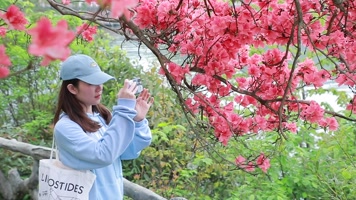 旅行美女拍摄杜鹃花 旅行美女拍摄杜鹃花