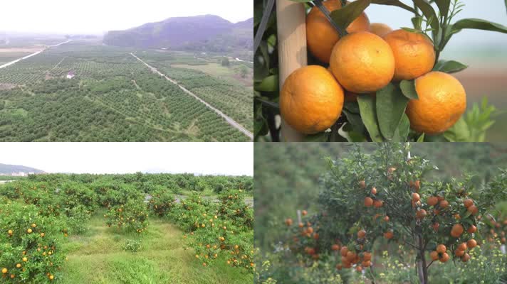 千亩柑橘种植园