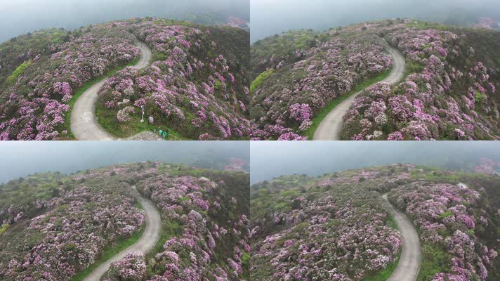 杜鹃花海