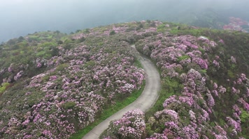 杜鹃花海 杜鹃花海