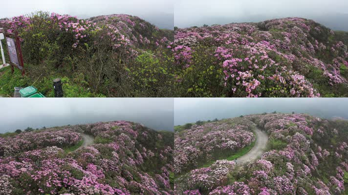 杜鹃花海航拍