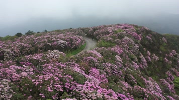杜鹃花海航拍 杜鹃花海航拍