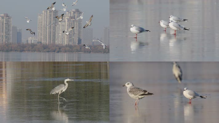 冬日徐州云龙湖野生鸟类