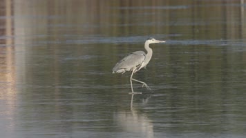 冬日徐州云龙湖野生鸟类