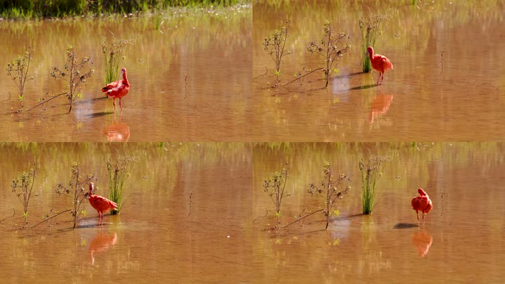 美洲红鹮梳理羽毛翩翩起舞
