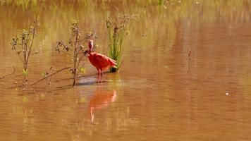 美洲红鹮梳理羽毛翩翩起舞