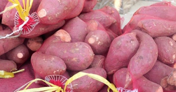 地瓜 芋头 大集 卖地瓜 袋装地瓜 黄壤地瓜 