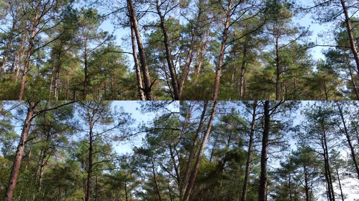 山林树木航拍