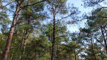 山林树木航拍