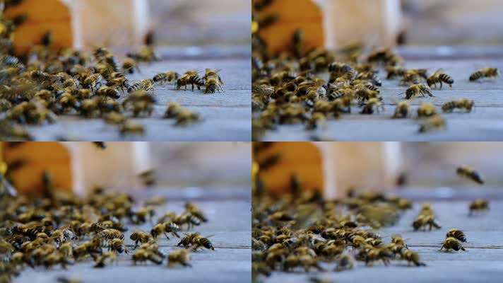 大量的蜜蜂来回爬动