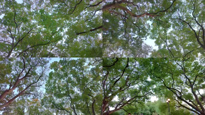 唯美仰望仰视仰拍树林树叶树木空镜头44