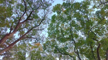 唯美仰望仰视仰拍树林树叶树木空镜头44