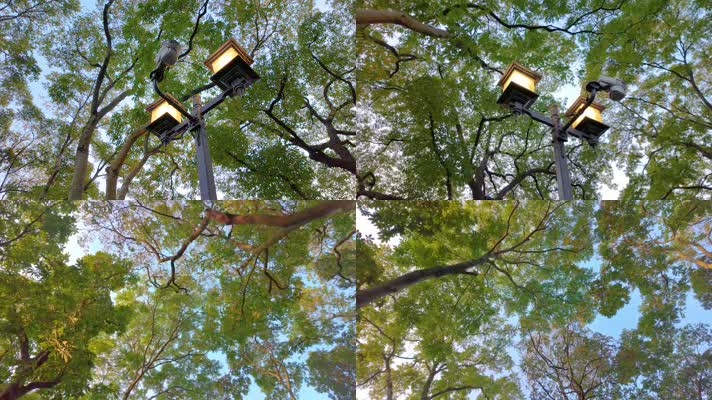 唯美仰望仰视仰拍树林树叶树木空镜头9