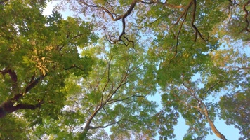 唯美仰望仰视仰拍树林树叶树木空镜头4
