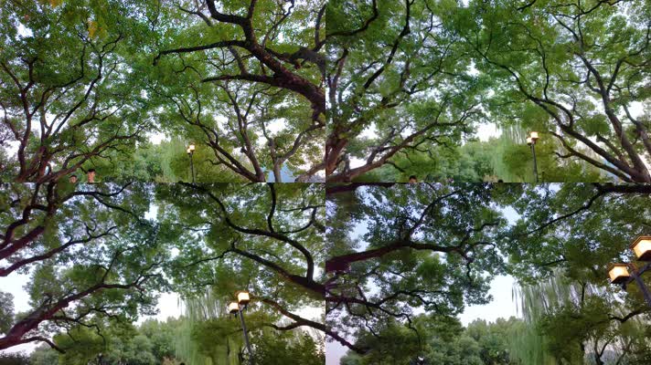 唯美仰望仰视仰拍树林树叶树木空镜头40