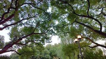 唯美仰望仰视仰拍树林树叶树木空镜头40