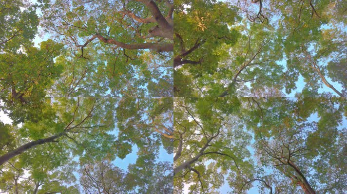 唯美仰望仰视仰拍树林树叶树木空镜头