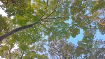 唯美仰望仰视仰拍树林树叶树木空镜头