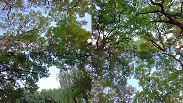 唯美仰望仰视仰拍树林树叶树木空镜头49
