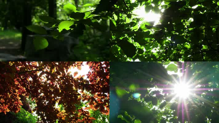 阳光穿过树林光影