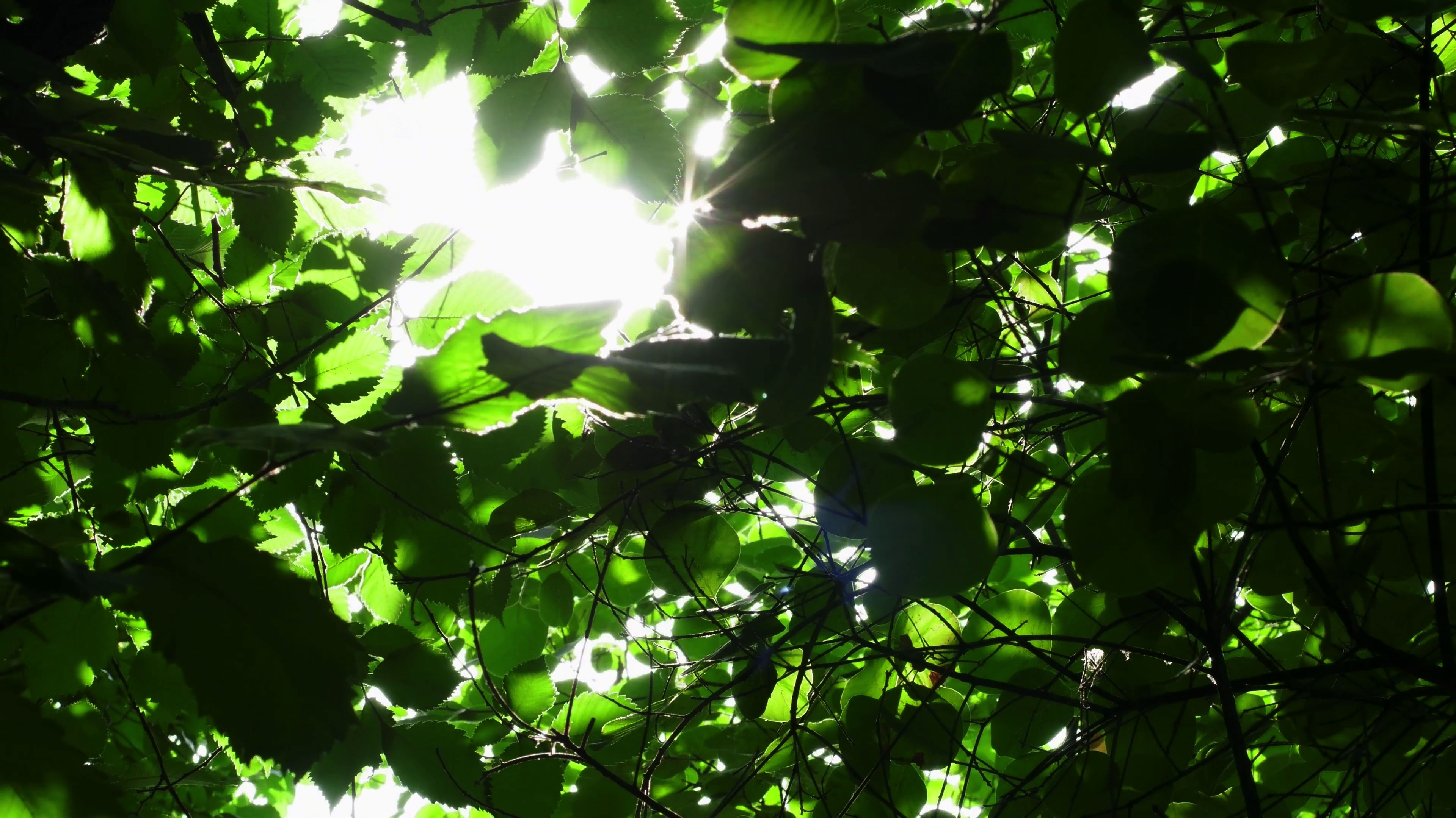 阳光穿过树林光影