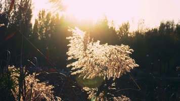 芦苇逆光唯美小清新镜头