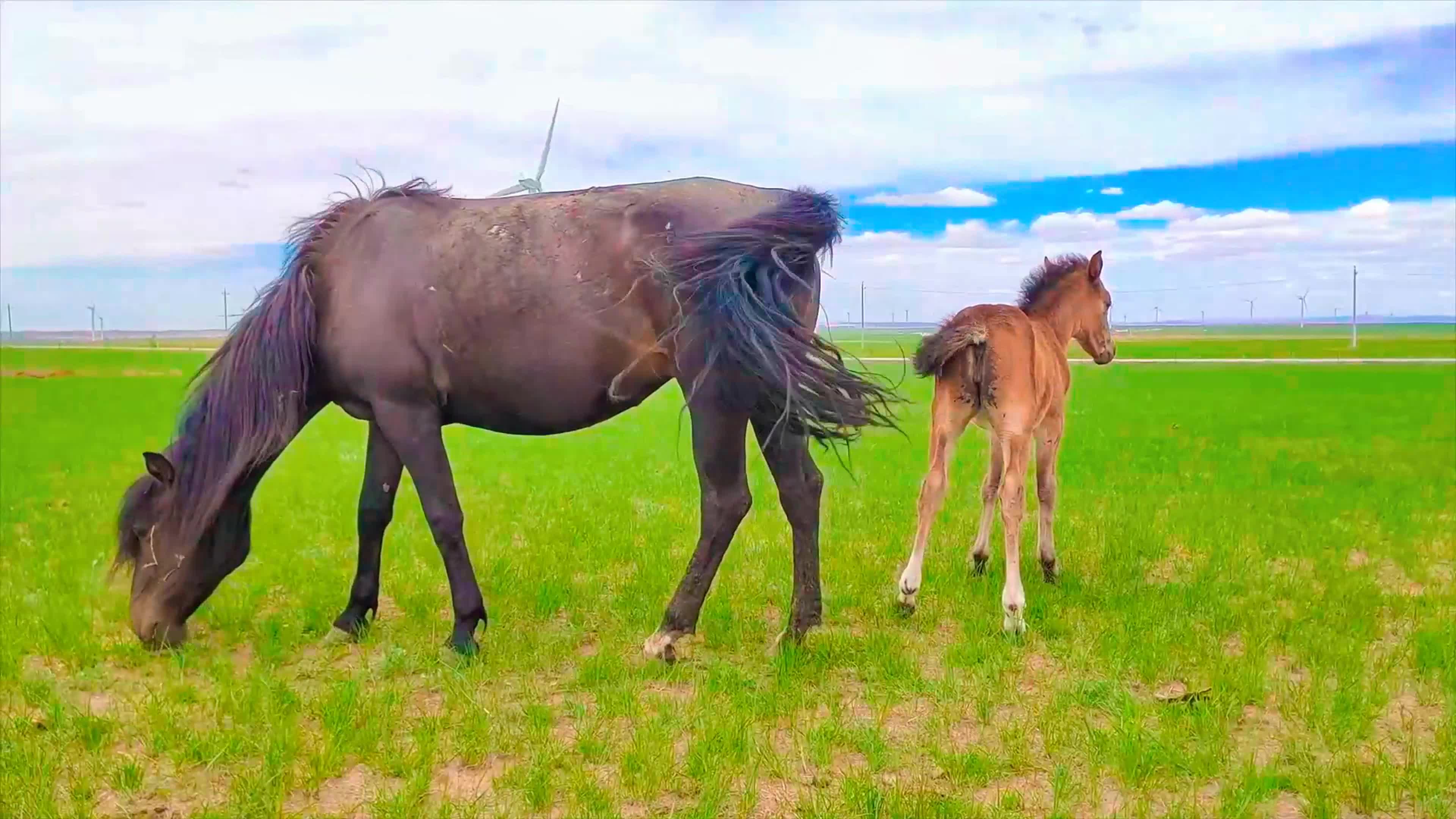 内蒙古呼伦贝尔草原 内蒙古呼伦贝尔草原