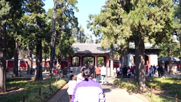 参天大树 柏树 大树 岁寒知松柏 君子品格 