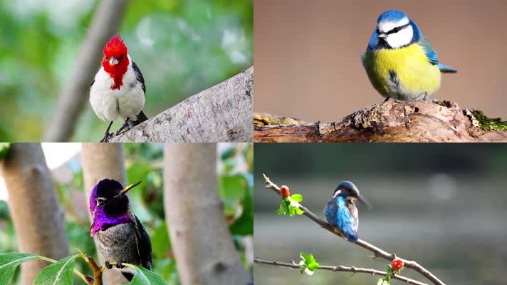 大自然各种鸟儿特写合辑