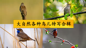 大自然各种鸟儿特写合辑