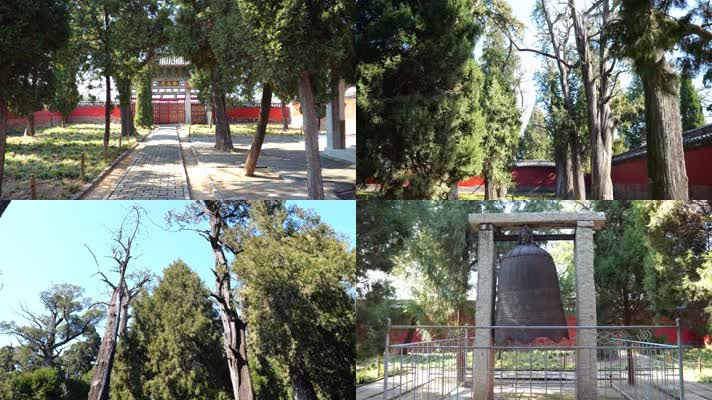 参天大树 柏树 大树 岁寒知松柏 君子品格 