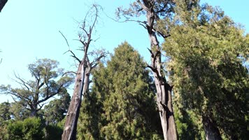 参天大树 柏树 大树 岁寒知松柏 君子品格 