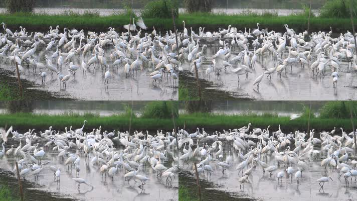 白鹭 鸟类 湿地