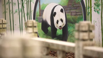 熊猫馆 可爱 动物