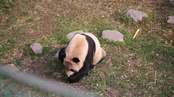 熊猫馆 可爱 动物