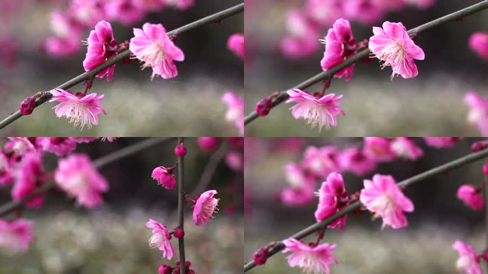 春天樱花花朵 