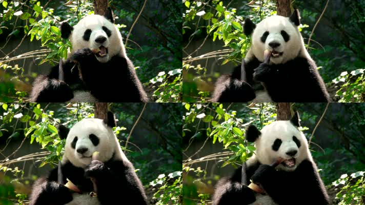 熊猫 吃竹子 可爱