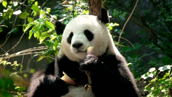 熊猫 吃竹子 可爱