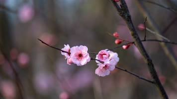 4K春暖花开梅花盛开