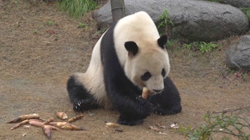 熊猫 可爱 生活