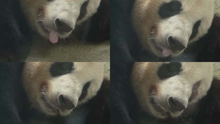 熊猫 可爱 生活