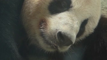 熊猫 可爱 生活